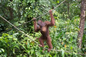Orangutan Semenggoh
