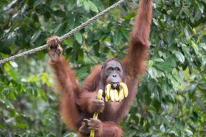 Orangutan Semenggoh
