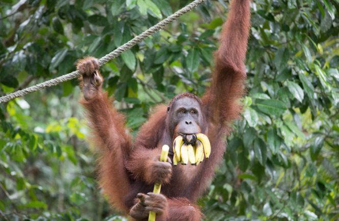 Orangutan Semenggoh