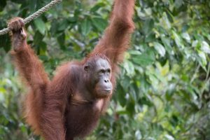 Orangutan Semenggoh