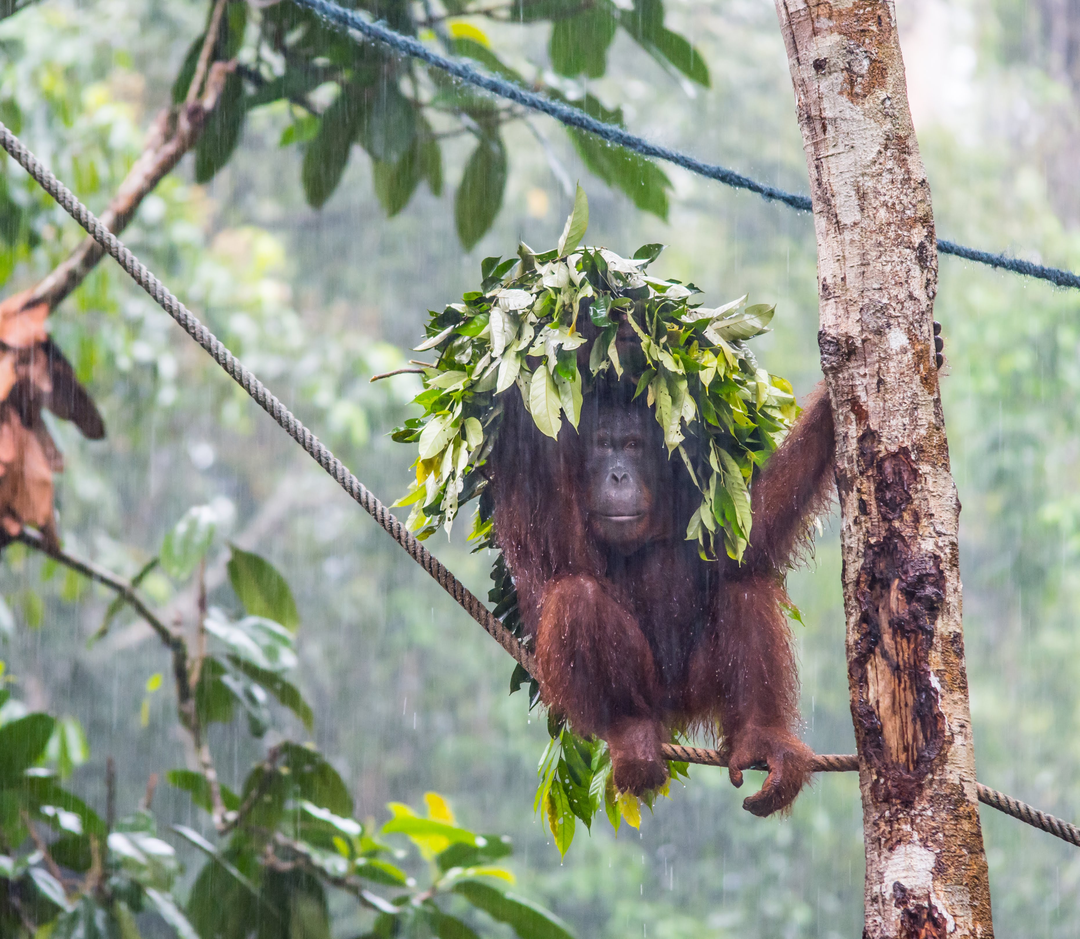 Orangutan Semenggoh