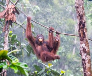 Orangutan Semenggoh