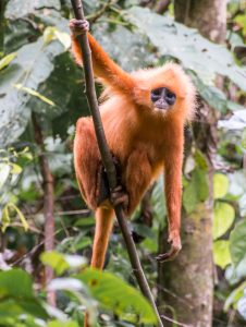 Danum Valley Monkey Baby