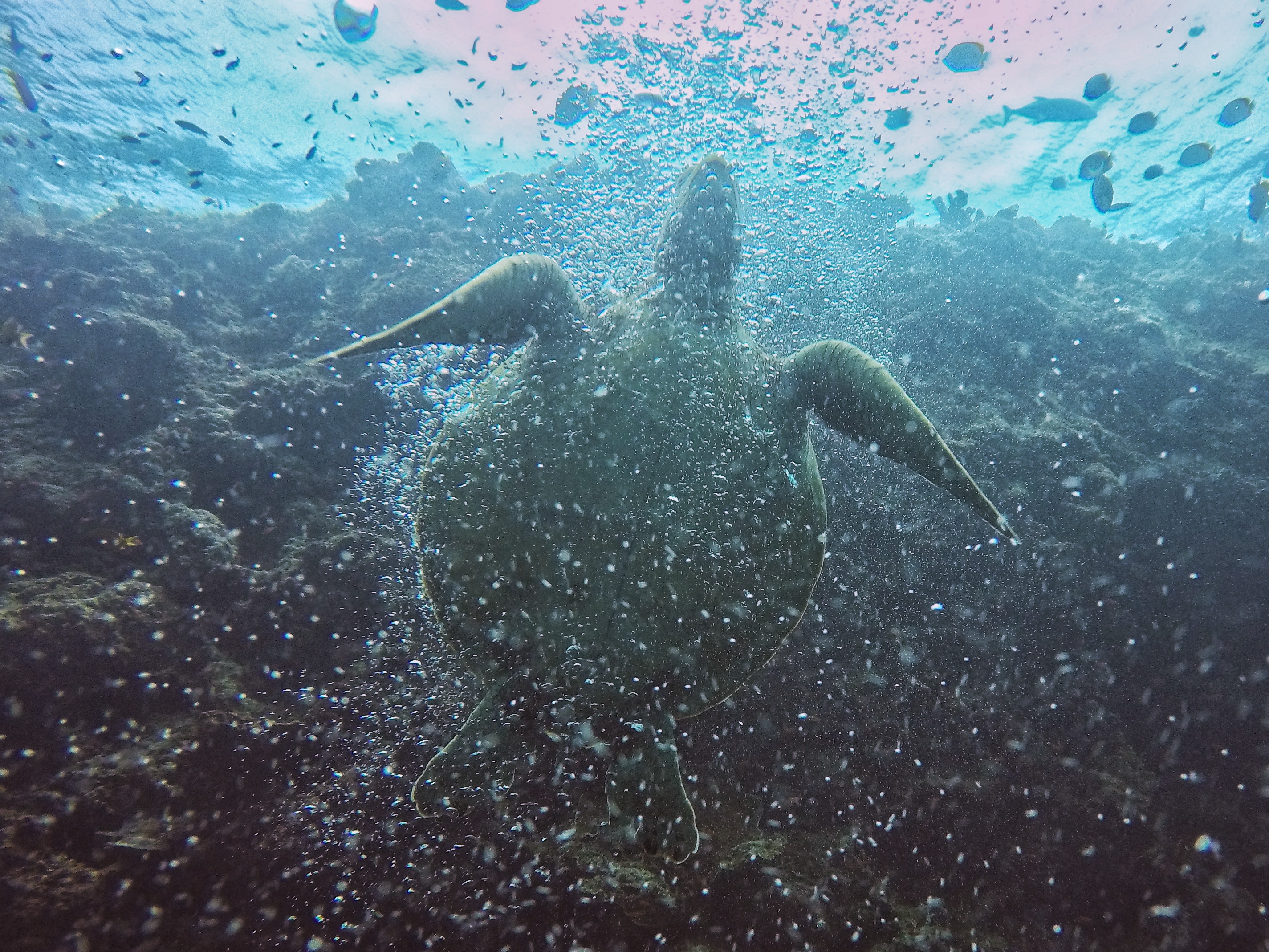 Turtle Our Travel Tip