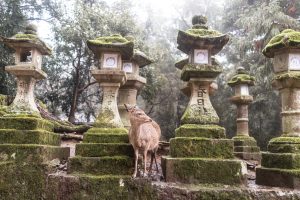 Kasuga Taisha Nara Temples