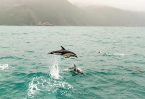 Dolphins Kaikoura