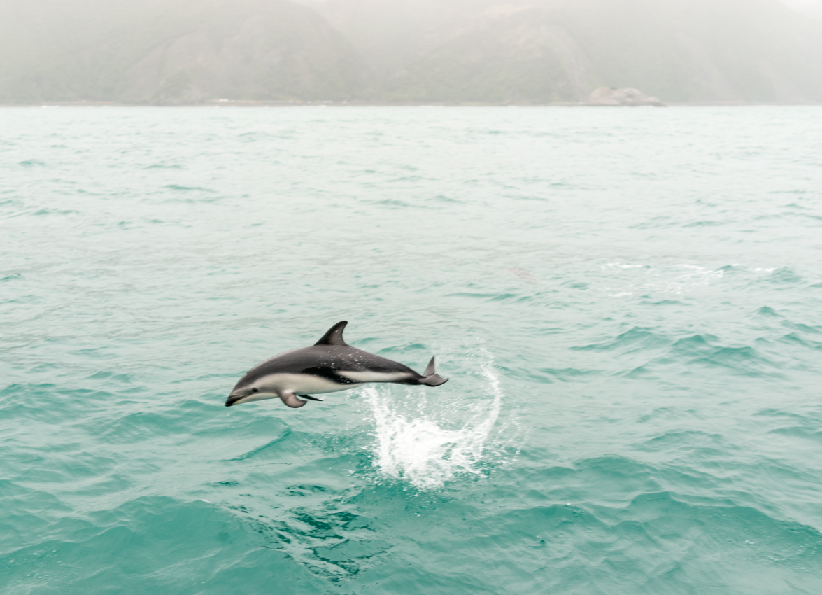 Dolphins Kaikoura