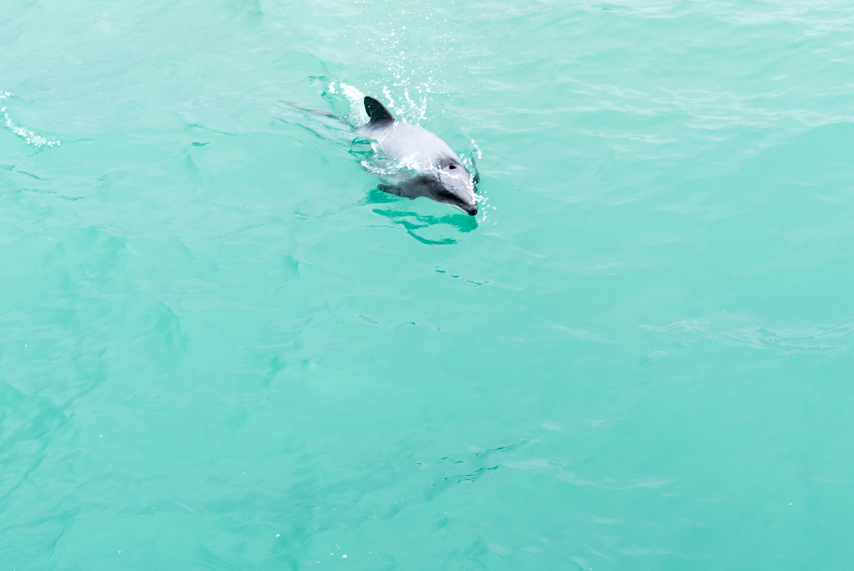Kaikoura Dolphins