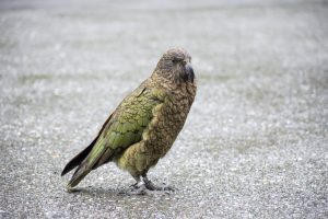 Kea Alpine Parrot