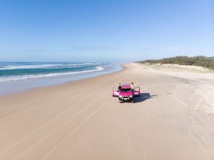 Fraser Dingo Fraser Island
