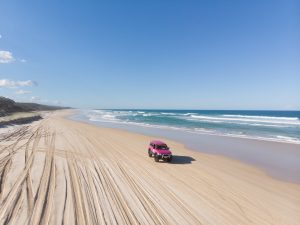 Fraser Island Fraser Dingo