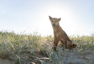 Fraser Island Dingo