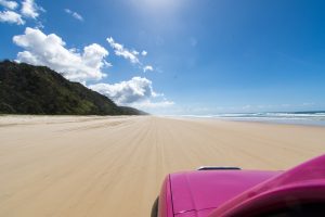 Fraser Island Fraser Dingo