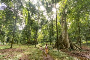 Banda Islands Nutmeg Plantations