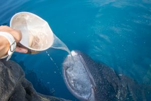 whale shark nabire bagan