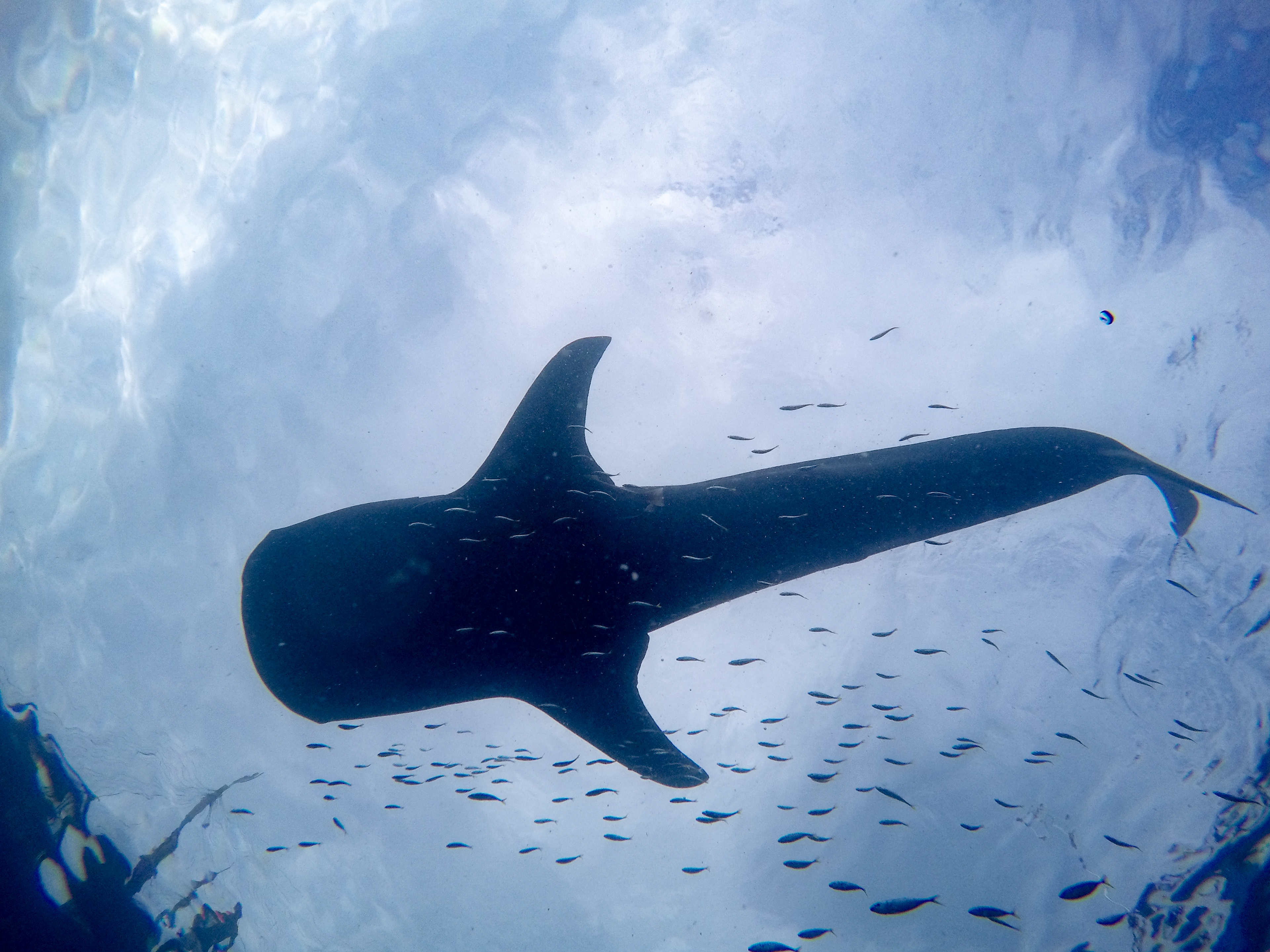 Whale Sharks Nabire Indonesia