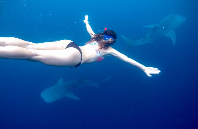 Whale Sharks Nabire Indonesia