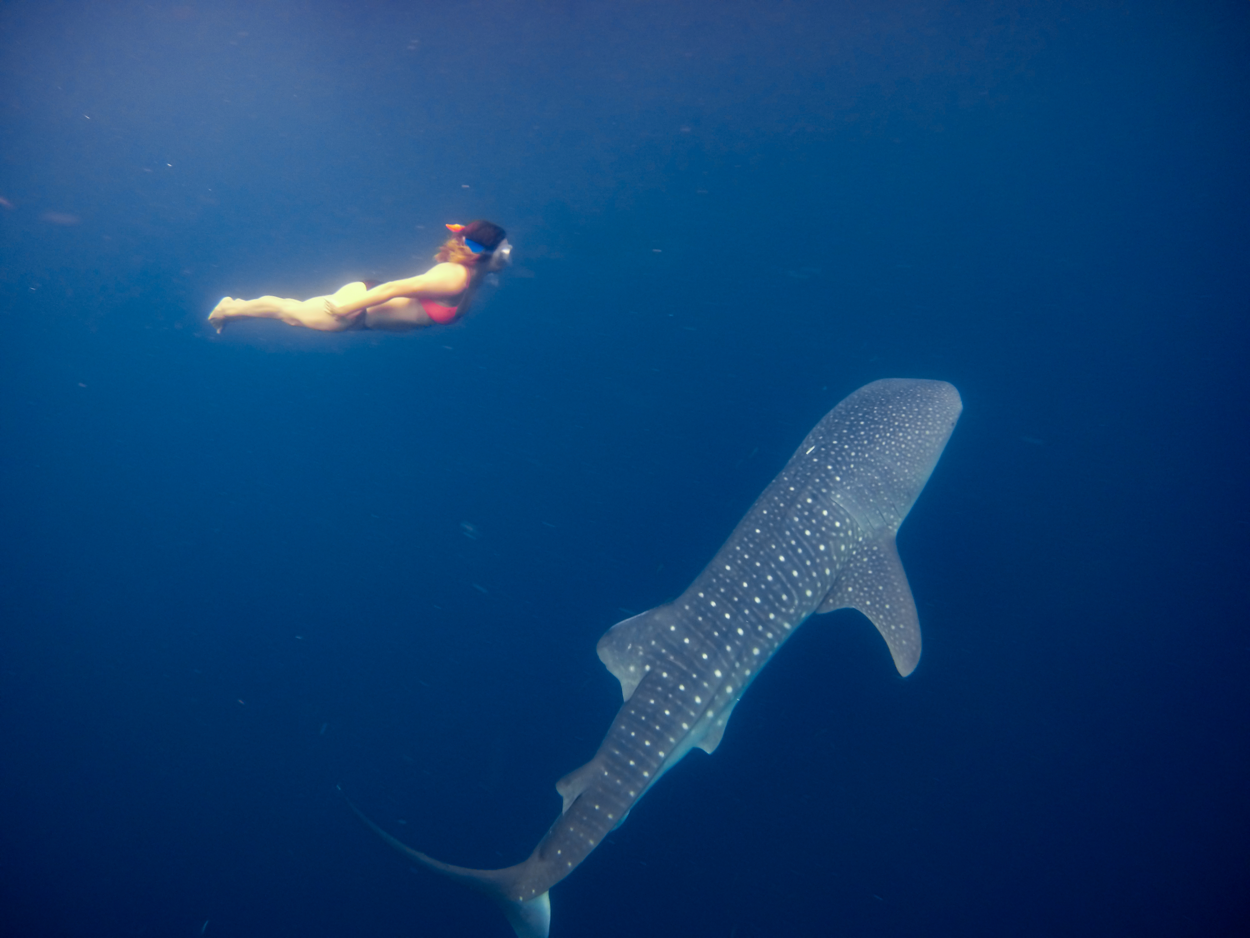 Swimming Whale Sharks Nabire Indonesia