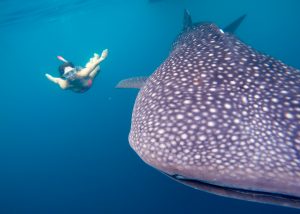 swim whale sharks nabire