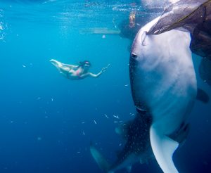Swimming Whale Sharks Nabire Indonesia