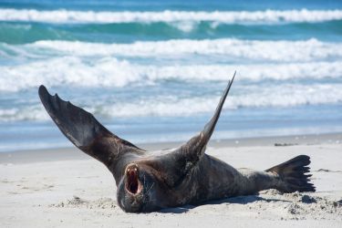 Otago Peninsula Sea Lions