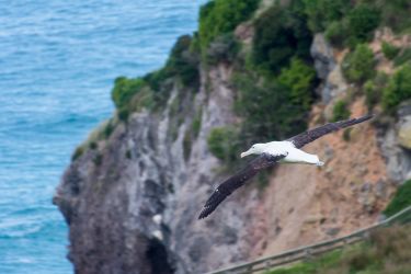 Royal Albatross Otago Peninsula Royal Albatross Otago Peninsula