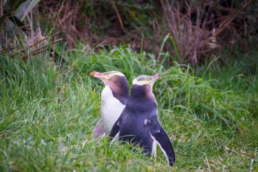 Yellow-Eyed Penguins Otago Peninsula Yellow-Eyed Penguins Otago Peninsula