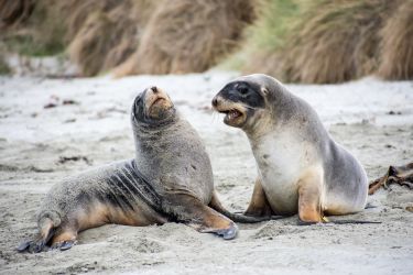 Otago Peninsula Sea Lions