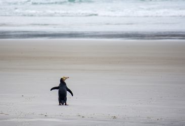 Yellow-Eyed Penguins Otago Peninsula Yellow-Eyed Penguins Otago Peninsula