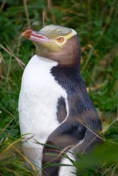 Yellow-Eyed Penguins Otago Peninsula Yellow-Eyed Penguins Otago Peninsula