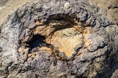 Ancient Fossil Forest New Zealand Ancient Fossil Forest New Zealand