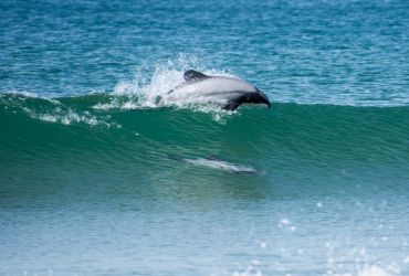Curio Bay Dolphins Curio Bay Dolphins