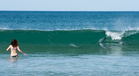 Curio Bay Dolphins Curio Bay Dolphins