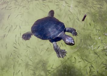 Lake Allom Fraser Island Lake Allom Fraser Island
