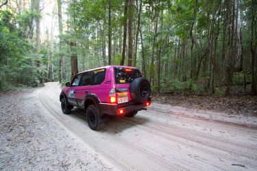 Fraser Island Fraser Dingo Fraser Island Fraser Dingo