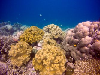 Snorkelling Bira Bara Beach Snorkelling Bira Bara Beach