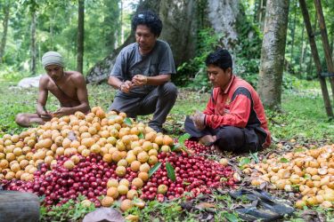 Spice Tour Banda Islands Spice Tour Banda Islands
