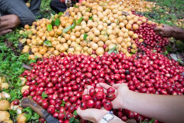 Nutmeg Banda Islands Nutmeg Banda Islands