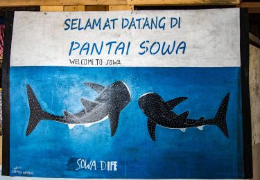 Sowa village whale sharks nabire Sowa village whale sharks nabire