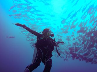 Diving Wakatobi Diving Wakatobi