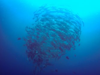 Diving Wakatobi Diving Wakatobi