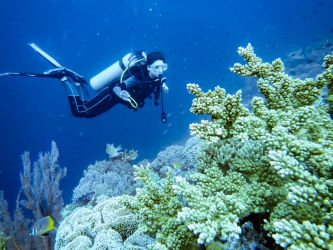 Diving Wakatobi Diving Wakatobi